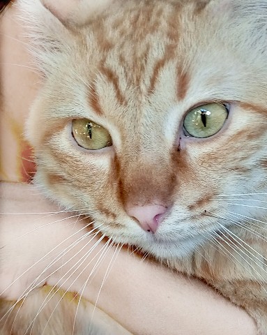 Dollyandfriends в LOOKY. #lookycats. Happy day sweeties �...