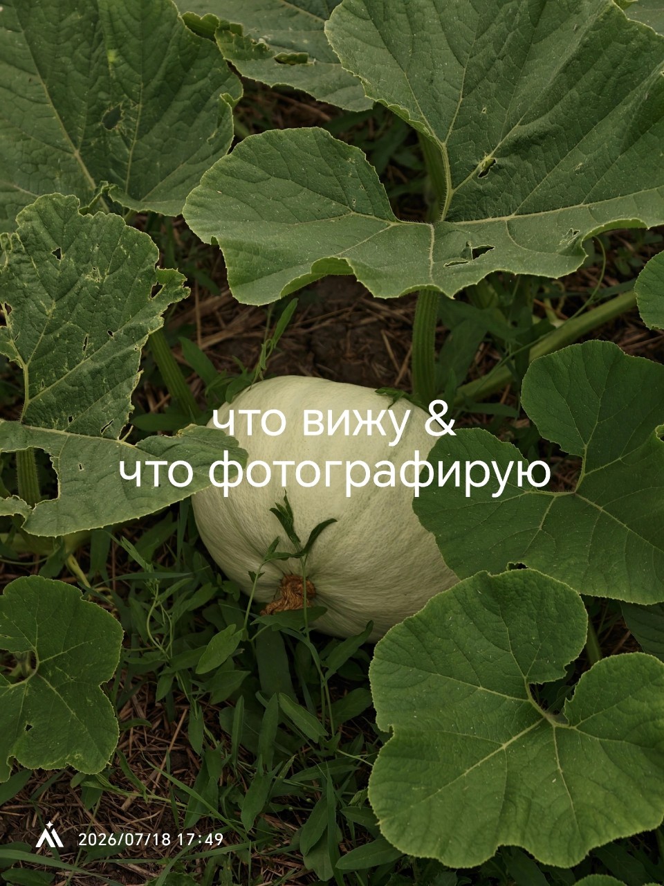 Что вижу & что фотографирую

Я не профессиональный фотограф, но в последнее время всё чаще ловлю себя на том, что ищу красивые кадры повсюду. Хочется замечать детали, которые обычно пролетают мимо.

Сегодня делюсь с вами тем, что вижу, и тем, что получается в кадре. Это не про идеальные снимки, а про мой путь и попытки поймать настроение момента. 📸✨

Пожалуйста, не судите строго — я только учусь. Буду очень благодарна за адекватную критику и простые советы: что можно улучшить, на что обратить внимание. А если просто поставите сердечко — мне будет безумно приятно! ❤️

#допосле #ловлюмоменты #моиснимки #удачныйкадр