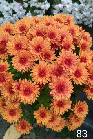 natali_multiflora в LOOKY. . Наступает долгожданн...