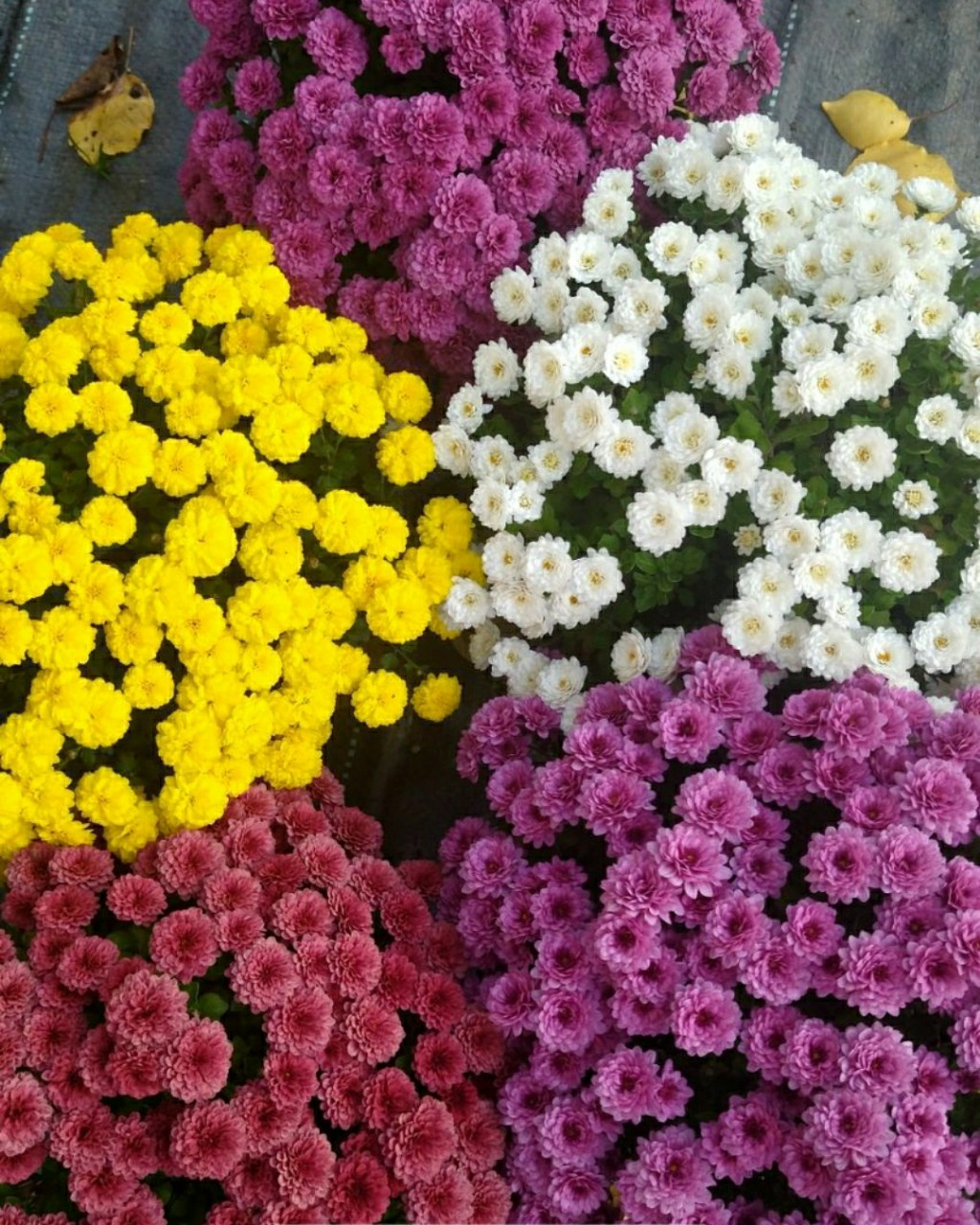 natali_multiflora в LOOKY — фото 10