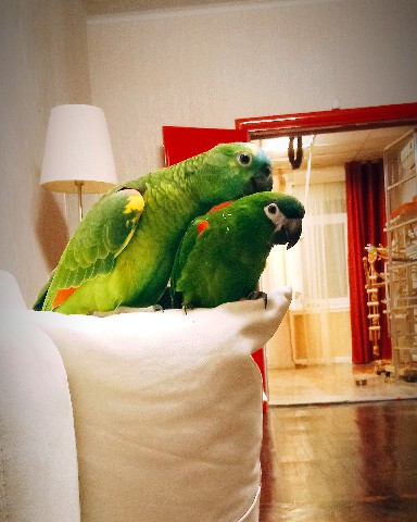 Самсон попугай амазон в LOOKY. #Самсон,#Samson,#Захарий,#Zakhariy,#попугай,#parrot,#amazon. Всем привет! 
Я - Са...