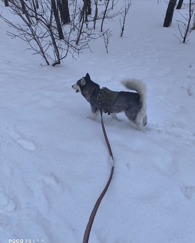 Looky_1706956297523 в LOOKY. #husky,#dog,#Акира,#прогулка. #husky #dog #Акира #...