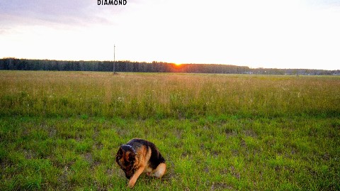 Diamond в LOOKY. #немецкаяовчарка,#немецкая_овчарка,#овчарка,#germanshepherd,#german_shepherd,#german_shepherd_dog,#gsd,#gsdRammstein. Вот и конец летним з...