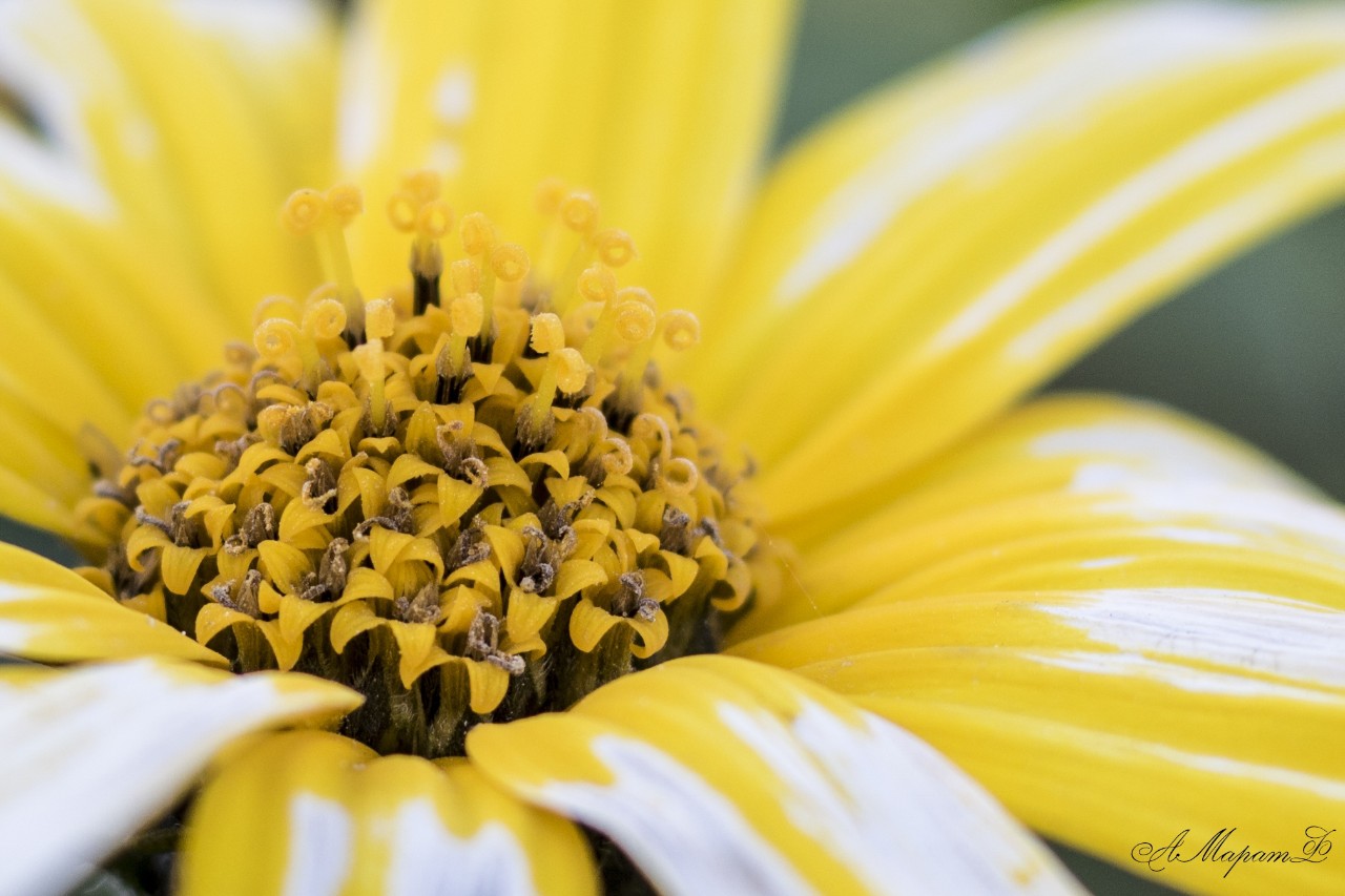 #цветы
#макро
#macro
#canon
#canon760d