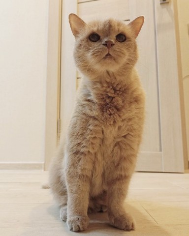 Максим Абросимов в LOOKY. . (2003-2024) [#rip ](...