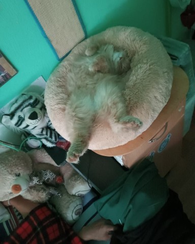 knopa.olga2 в LOOKY. #KnOpApYx,#котограм. Мама что-то лежанка ...