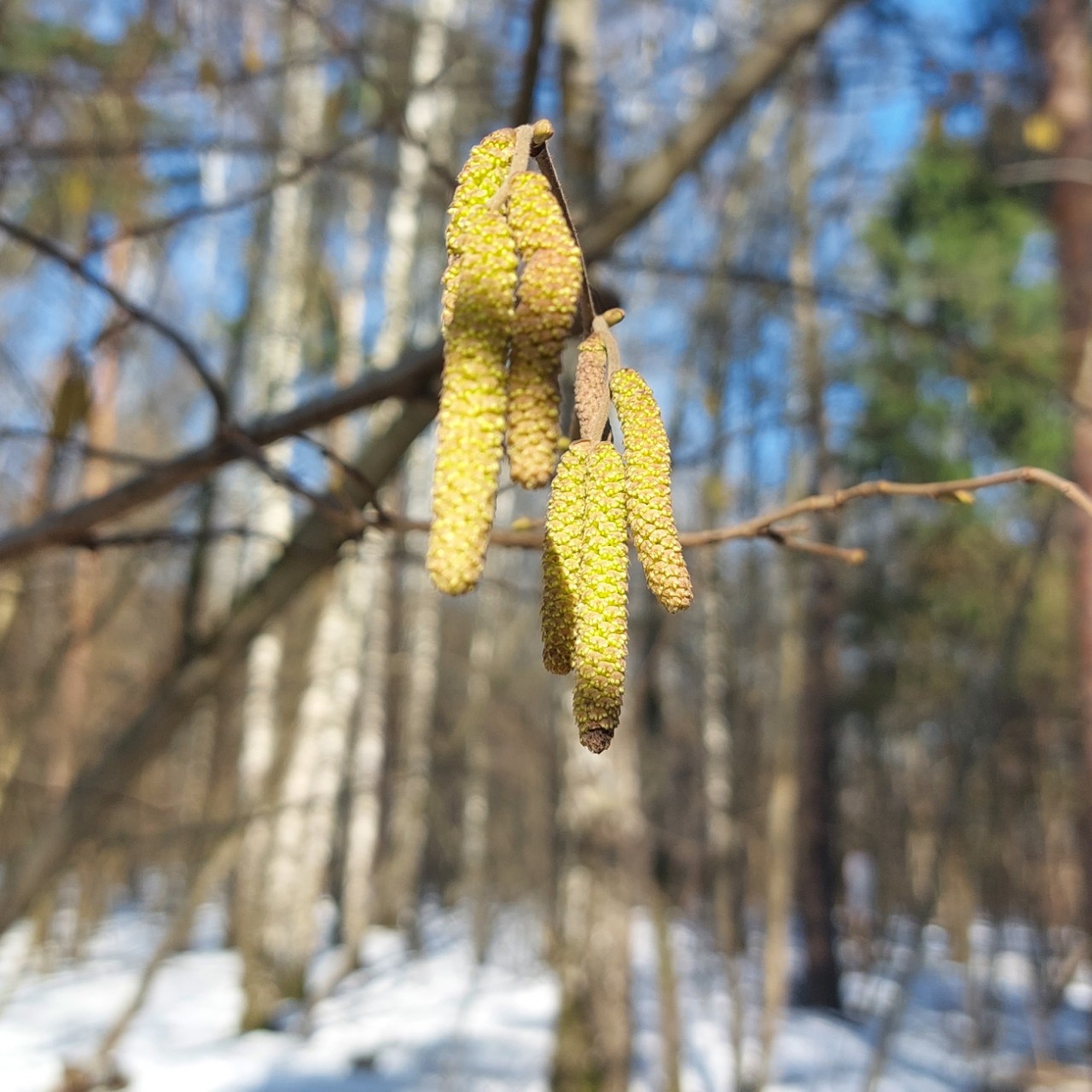 Галина Венн в LOOKY. . 25/100 [#100днейдоле...