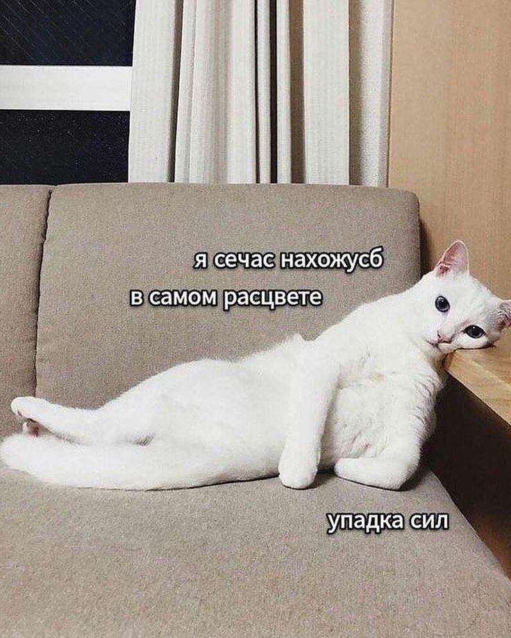 Есения Рецер в LOOKY — БАР. Но я не в ресторане —
Я в палате.
Сказать, что рада?
Об