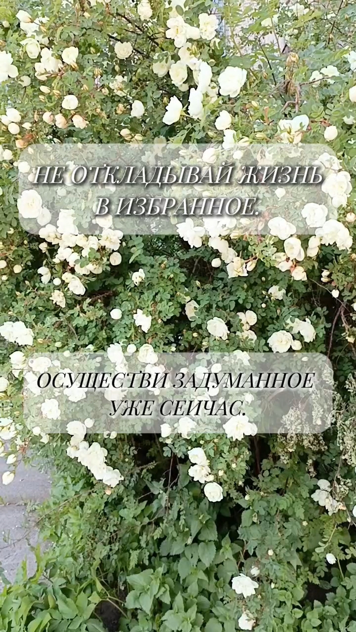 Ольга в LOOKY. #цитаты,#цитата,#жизнь. #цитаты #цитата #жиз...