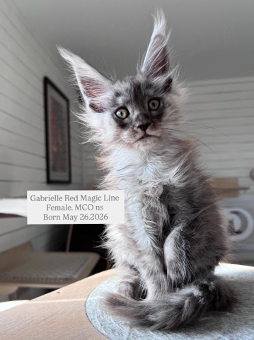 elena.vishneva в LOOKY. #redmagicline,#blacksmokemainecoon,#mainecoonkitty,#котенокмейнкун,#питомникмейнкунмосква. 🩷Gabrielle Red Magi...