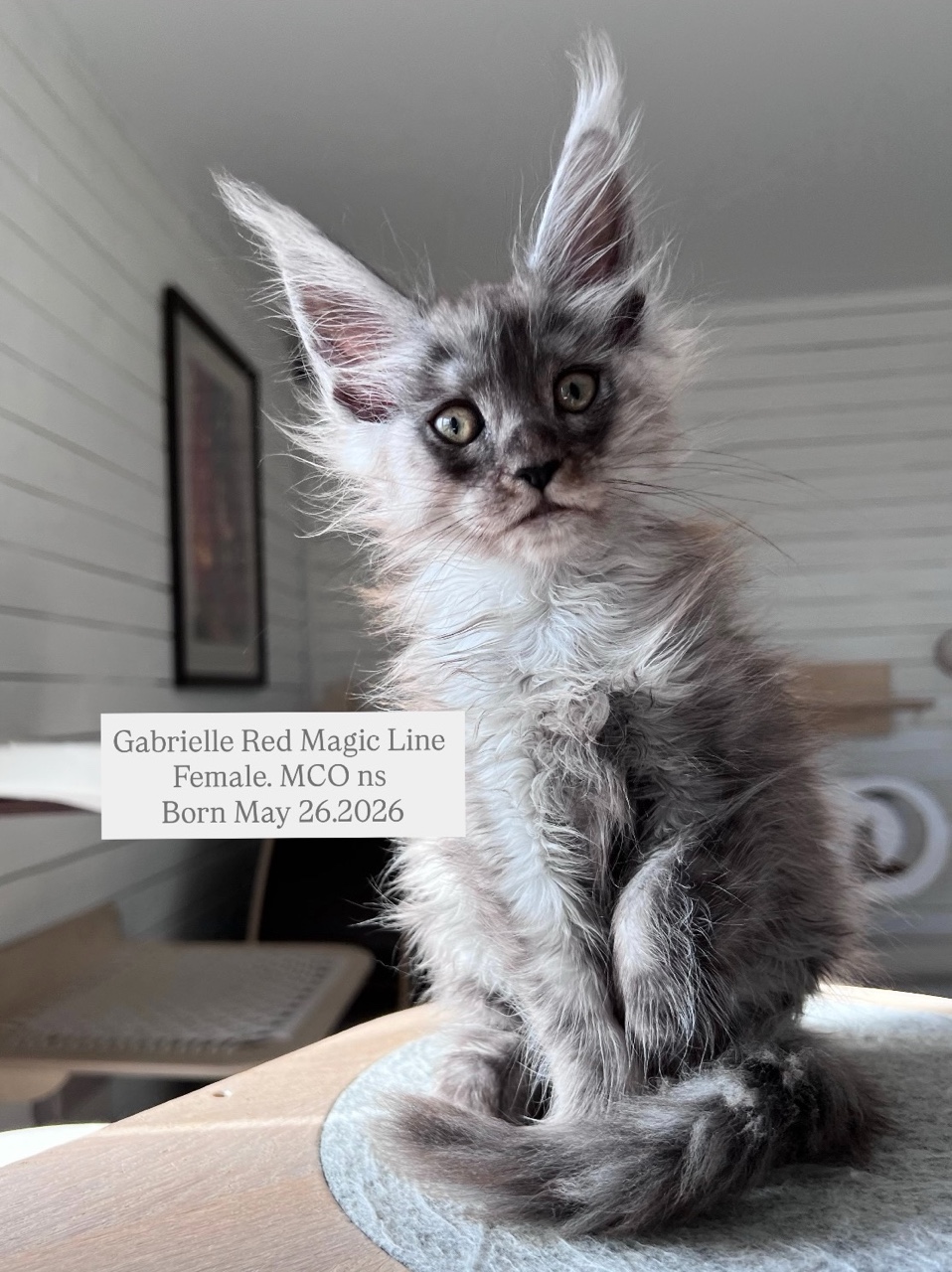 🩷Gabrielle Red Magic Line 
Female. Colour Black Smoke 
3 months 
#redmagicline #blacksmokemainecoon #mainecoonkitty #котенокмейнкун #питомникмейнкунмосква