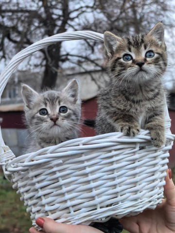 Tashaflo в LOOKY. #вдобрыеруки. Уехали домой! 
Ворон...