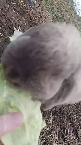 Деревенский Вайб в LOOKY. . Утренняя рутина в де...