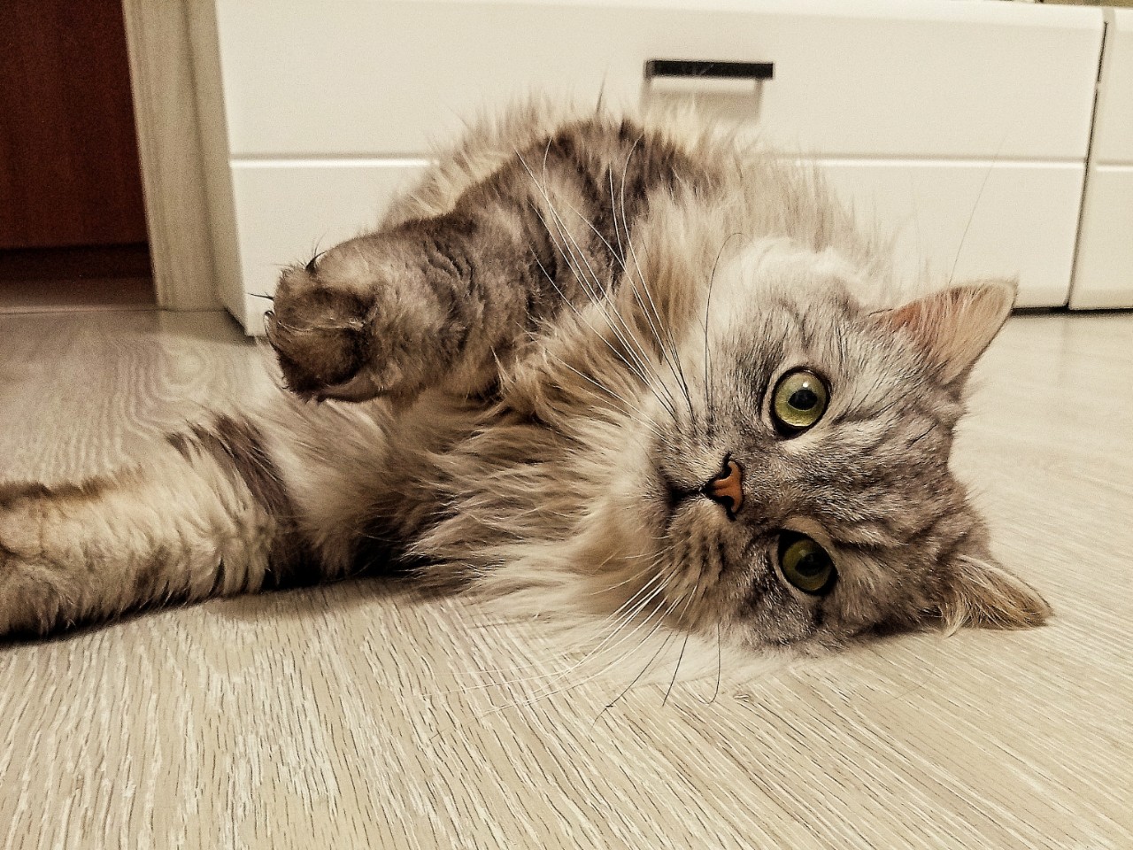 darenka_little в LOOKY. #коты. #коты