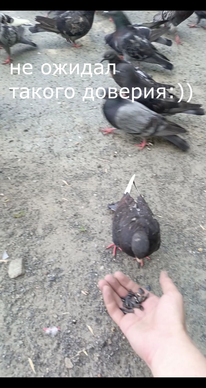 Дэн Хаметов в LOOKY. #Ночь,#Бессонница,#ПостПанк,#русскийрок,#Рок,#Одиночество,#Безответнаялюбовь,#Ночнойгород,#музыка,#песня,#песня,#Music,#Фонари,#НЕлюбовь,#НачинающийМузыкант,#ИндиРок,#НоваяПесня,#рилсы,#гитара,#музыкальныйальбом,#русскаямузыка,#голуби,#птицы. Всем привет, это мой...