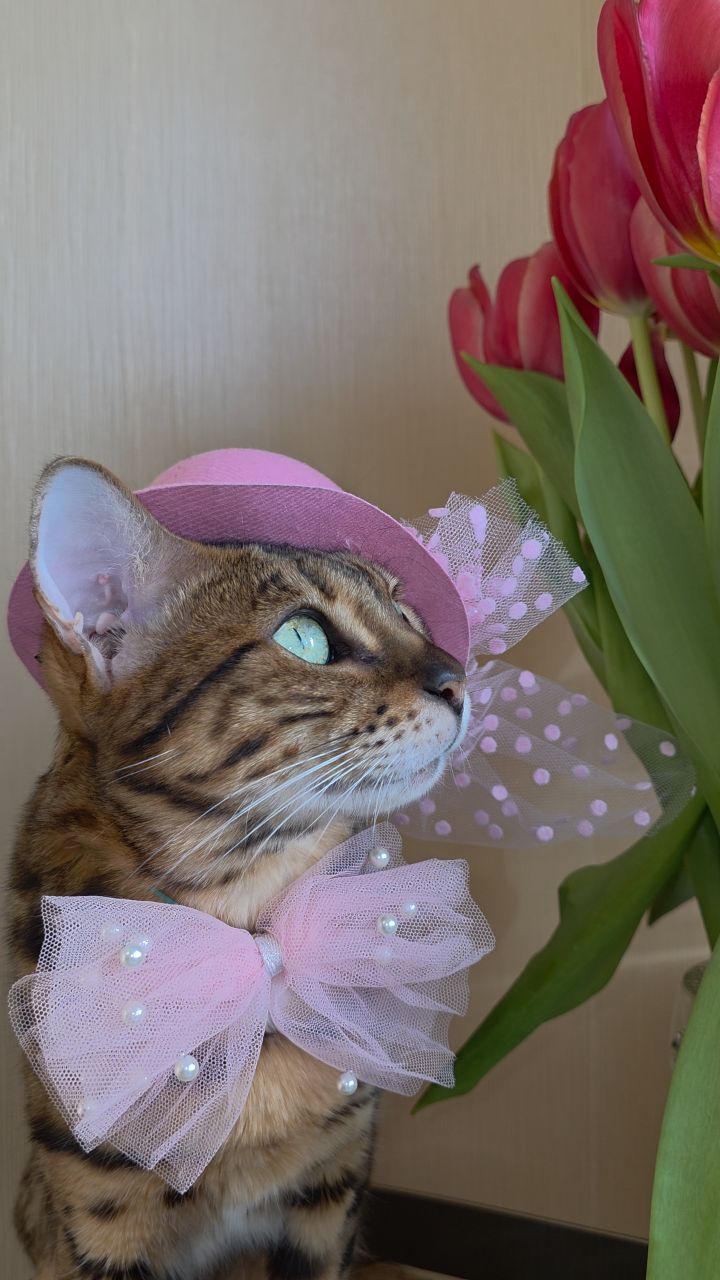 afina_zeus в LOOKY. #кошка,#коты,#мыизкотограма,#бенгальскаякошка,#любимецсемьи,#looky_official,#looky_кошки,#looky_контент,#видеомомент,#видосики,##рилсы. Приветик друзья!
Нас...