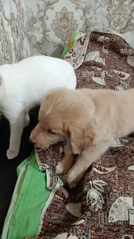 knopochka0709 в LOOKY. . Покемон🥰