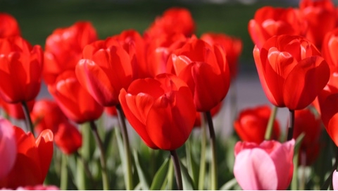 yuriy23 в LOOKY. #май,#труд,#весна,#тюльпан,#цветы,#тюльпаны,#цветок,#may,#labor,#spring,#tulip,#flowers,#tulips,#flower. Праздник Весны и Тру...