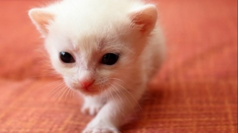 Looky_1698772013941 в LOOKY. . Катенок❤️❤️🥰🥰🥰