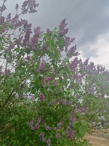 Алёна Русинова в LOOKY. . Весенняя, цветущая к...