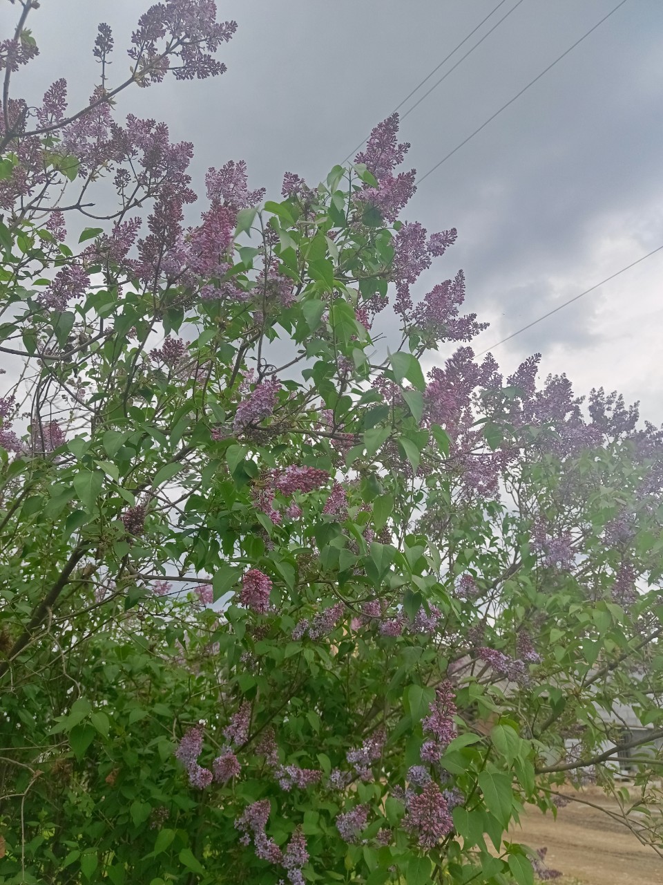 Весенняя, цветущая красота 🌸