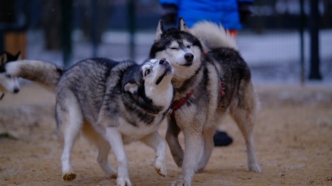 husky_easy в LOOKY. #husky,#siberianhusky,#huskyphotography,#huskygram,#huskylove,#huskylovers,#huskylovingclub,#huskylife,#allthingshusky,#instahusky,#huskyofinstagram,#huskypics,#huskiesreq,#huskiesofinstagram,#huskyrussia,#dogsofinstagram,#igcutest_animals,#ilovehusky,#justhuskies,#bestwoof,#dog_features,#dogs_of_world,#dogphotography,#excellent_dogs,#хаски,#хаскифото,#хаскивмоскве. #husky #siberianhusk...