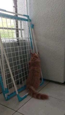 Simba в LOOKY. #симба,#симба_котенок,#simba,#meinkun,#любимыепитомцы. Симба на охоте уже 2...