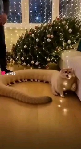 lady_elya2001 в LOOKY. #Edit. Owwwwww!🐱🐛
•
#Edit