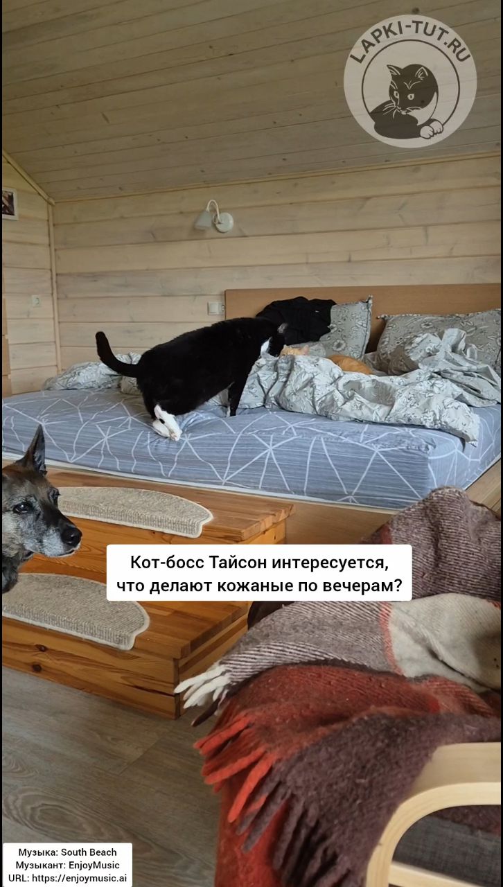 lapkitutru в LOOKY. #лапкитут,#столярнаямастерская,#планработ,#котбосс,#важныйкот. Изменения в плане ко...