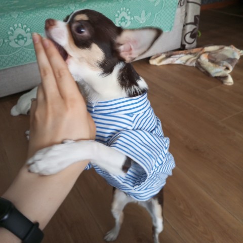 dinazavrik.0_0_ в LOOKY. . Не так давно купила ...