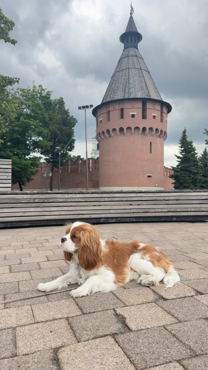 Светлана в LOOKY. #тула,#кремль,#гуляемсобакой. Поймали просвет межд...