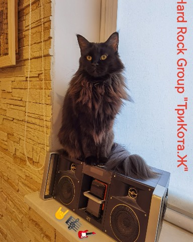 dimm.one в LOOKY. #кот,#мейнкун,#кошка,#cat,#gatto,#gatta,#rock,#hardheavy,#трикота.ж,#джекджесс. Солистка группы "Три...