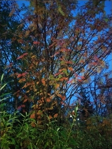 Looky_177936456966307 в LOOKY. . 🍂🍁