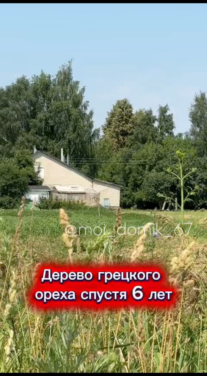 moi_domik_67 в LOOKY. #дом,#дача,#грецкийорех. Дерево грецкого орех...