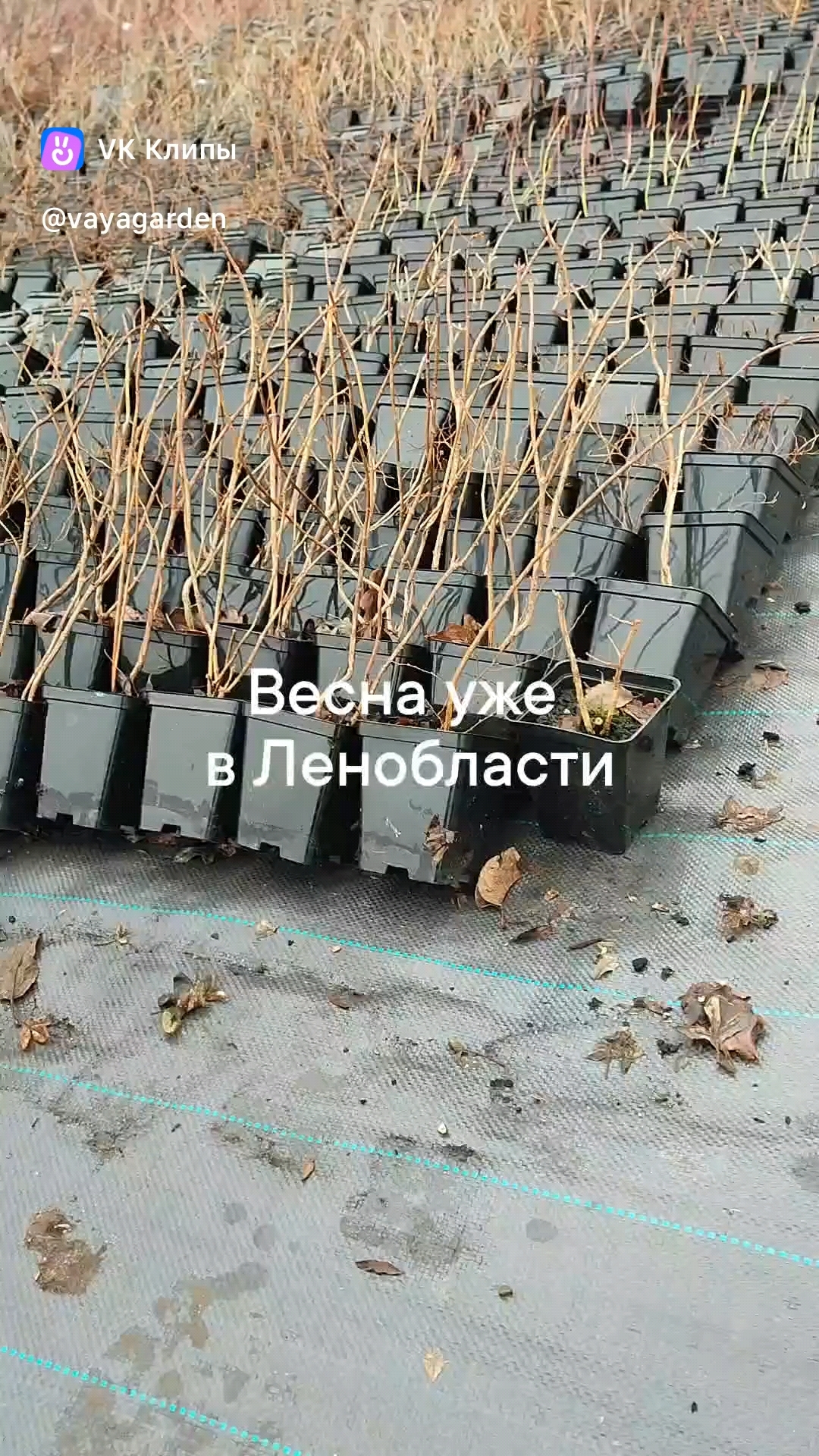 VayaGarden в LOOKY. . Еще только конец мар...