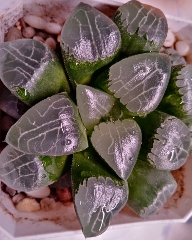 _juliasplants_ в LOOKY. . 