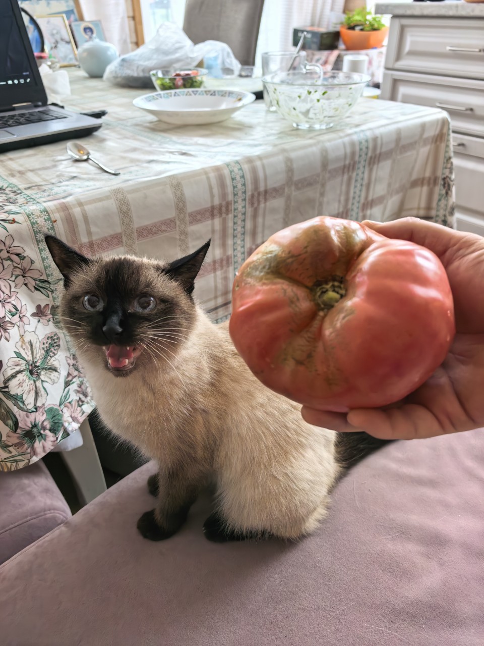  в LOOKY — Не, помидоры свои ешьте сами!!! 😁