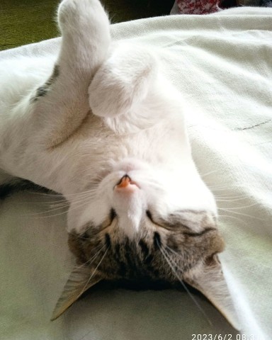 Кот Мурчик в LOOKY. . 