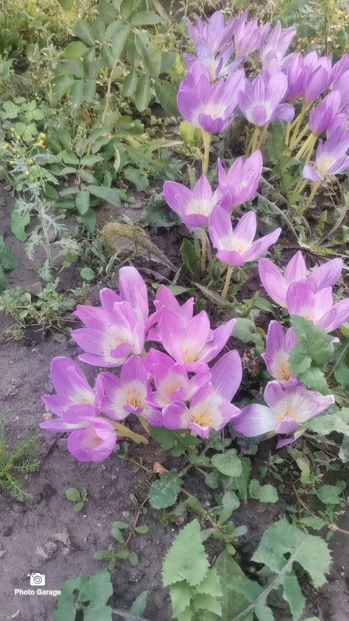 Цветы осенью #ульяновск #цветы #осень #сентябрь #бабьелето
