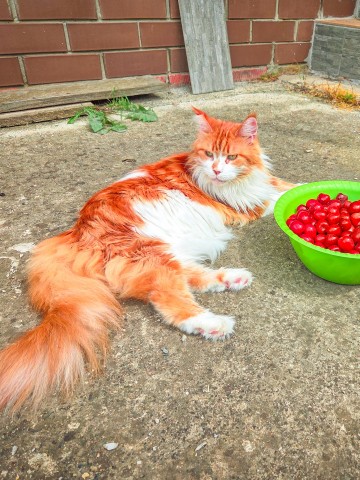 thecatrysia в LOOKY. #краснодарскийкрай,#кошкаблогер,#кошка,#мейнкун,#мыизкотограма,#черешня,#урожай,#сад,#домашниелюбимцы,#котики. Привет, мои дорогие ...