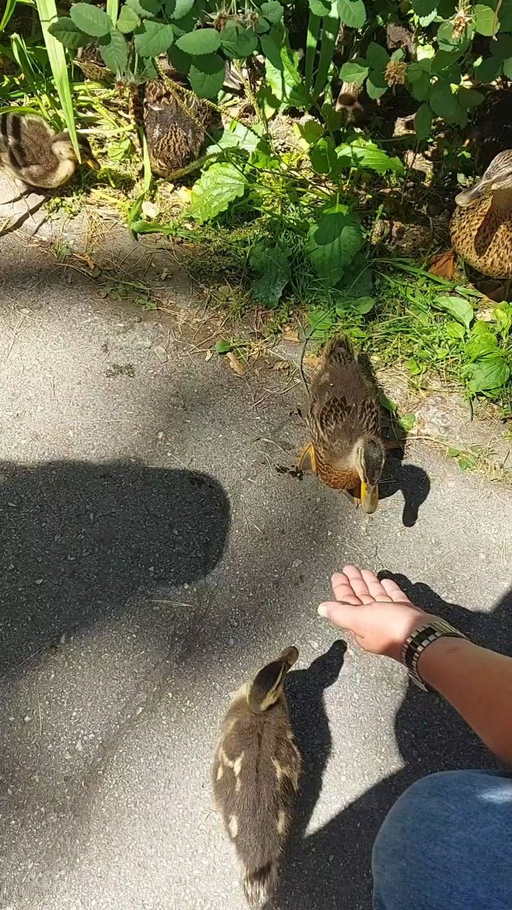 Гриня_Спиря в LOOKY. . 