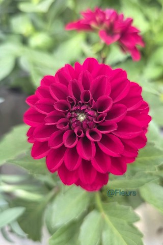 Fleurs в LOOKY. #георгин,##георгины,#цветы,#растения,#растение,#красота,#красотавокругнас,#прекрасноерядом,#люблюцветы,#моифото,#сад,#флористика,#далия,#уютныйдом,#looky_official,##looky_контент,#looky_цветы,#природа,#природапрекрасна. Удивительные свойств...