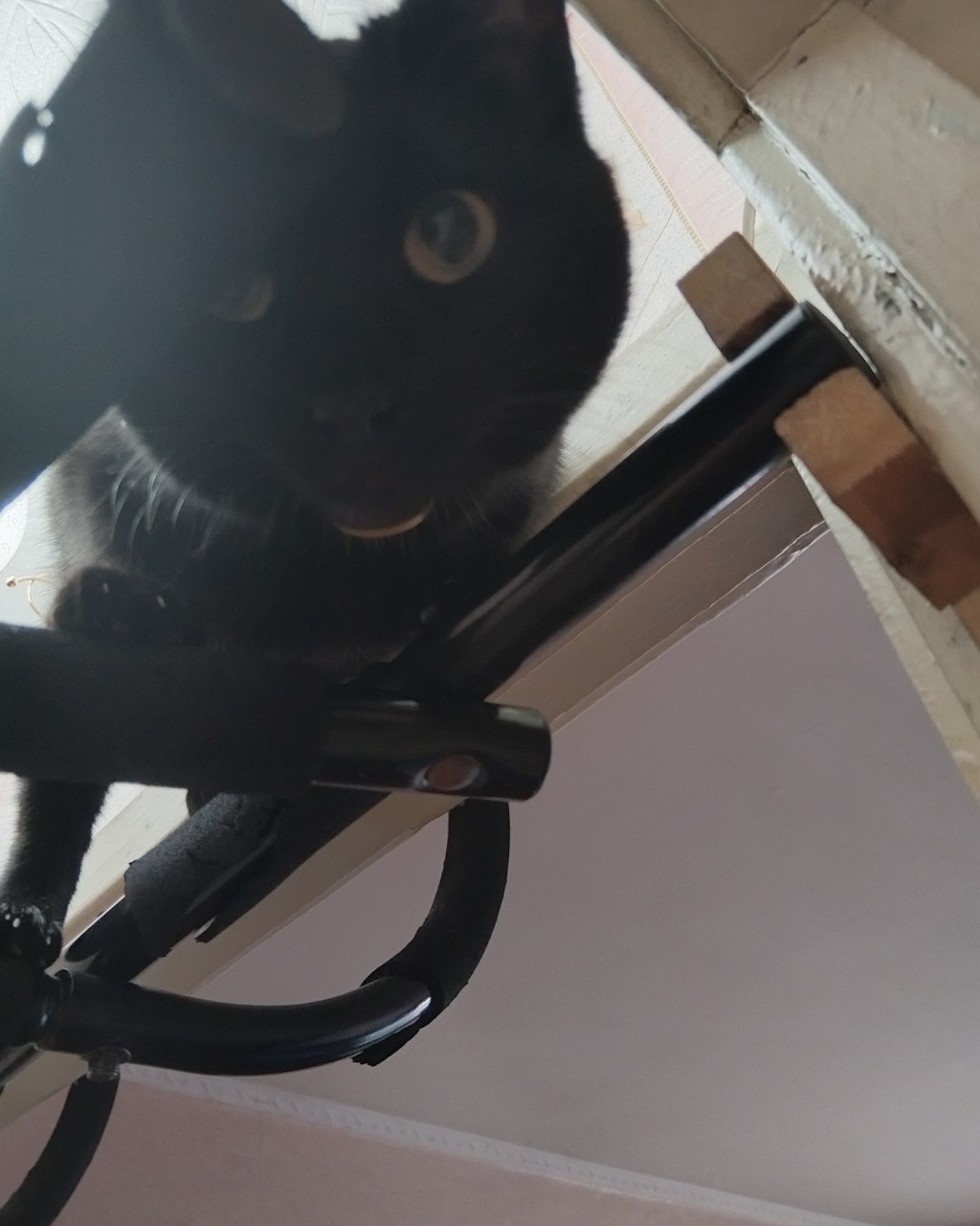 ПРИВЕТ,НАШИ ДОРОГИЕ ДРУЗЬЯ🤗🤗🤗🤗🤗
[#китти](китти) #мыизинсты [#котограм](котограм) [#котьяжизнь](котьяжизнь) 