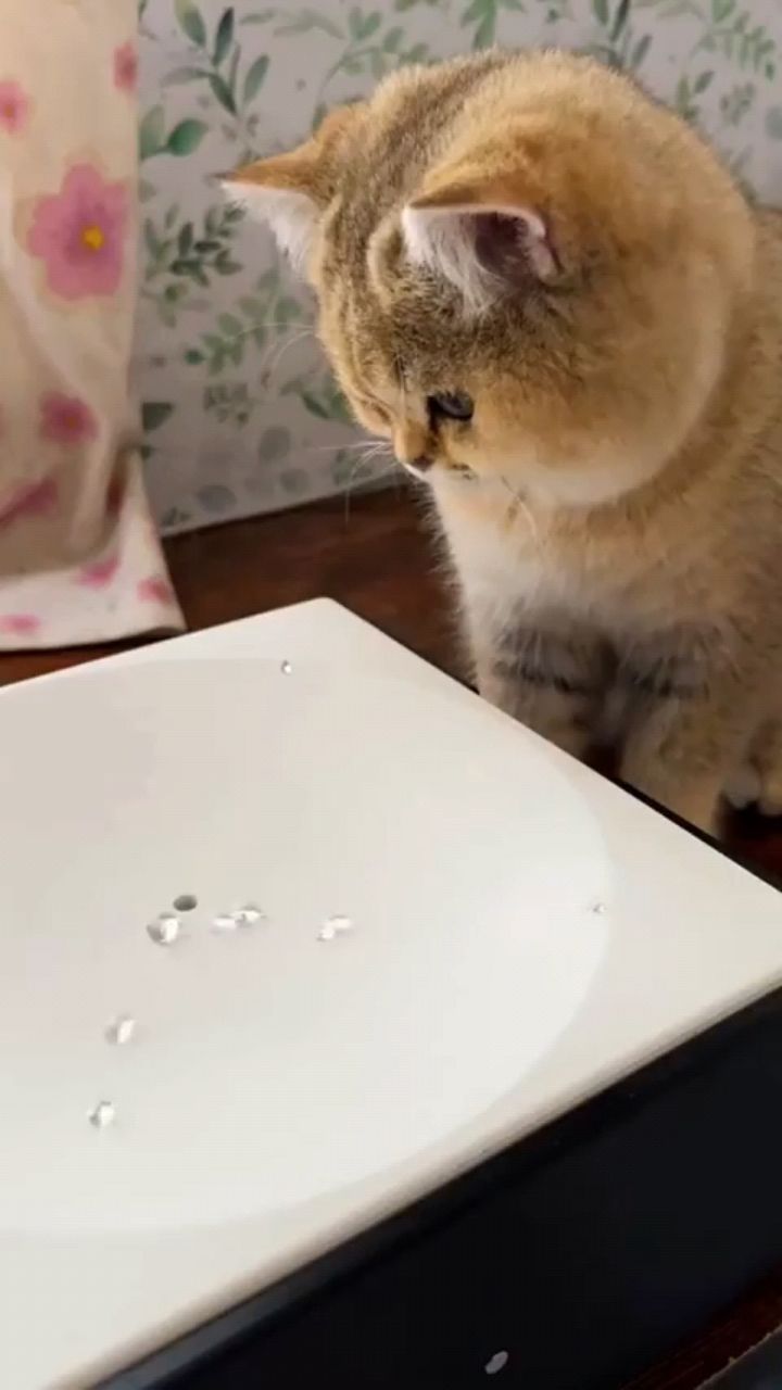 fuuny в LOOKY. . Что это за штука