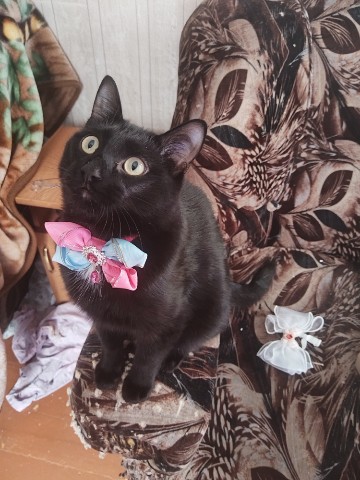 Looky_1705320123740 в LOOKY. #васян,#друзья,#котики. Привет друзья.на свя...
