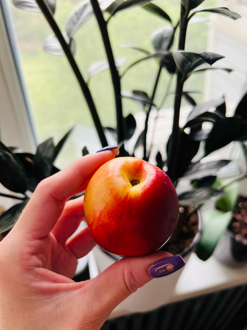 🍑 Сочный нектари́н — настоящее летнее наслаждение!
Этот бархатистый фрукт не только радует глаз своим солнечным цветом, но и дарит невероятное вкусовое удовольствие. Сладкая, тающая во рту мякоть — идеальный перекус в жаркий день.
✨ Полезные свойства нектарина:
Богат витаминами A, C и E
Помогает укрепить иммунитет
Улучшает пищеварение
Содержит антиоксиданты
А вы знали, что нектарины — это естественный мутант персика? Природа иногда творит настоящие чудеса!
💡 Совет: выбирайте плоды с ровной кожицей, без повреждений. Они должны быть немного мягкими на ощупь — такие нектарины самые сладкие.
Поделитесь в комментариях — любите ли вы нектарины? Какие десерты с ними готовите? 🍰
#нектарин #фрукты #лето #здоровоепитание #вкусняшки