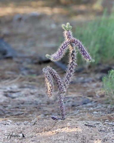 Wonder Bros в LOOKY. . When the cactus disc...