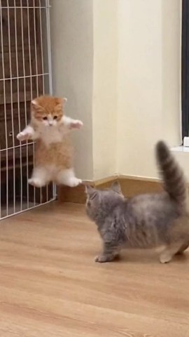 Софик in LOOKY. . 