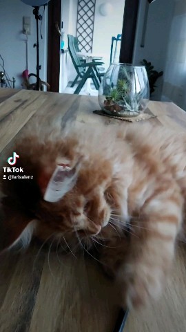 Simba в LOOKY. #симба,#мейнкун,#maincoon,#котенок. Голодный Симба .
#си...