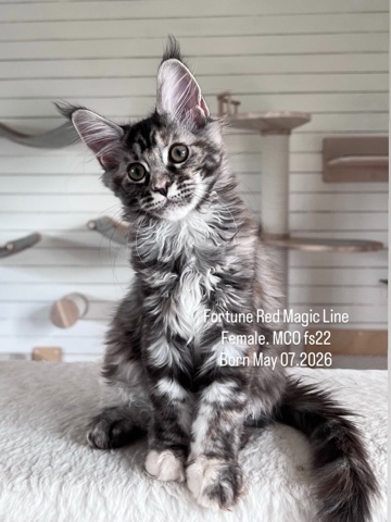 elena.vishneva в LOOKY. #redmagicline,#silvermainecoonkitten,#mainecoonkitty,#питомникмейнкуновмосква,#котенокмейнкунмосква. Фортуна , серебриста...